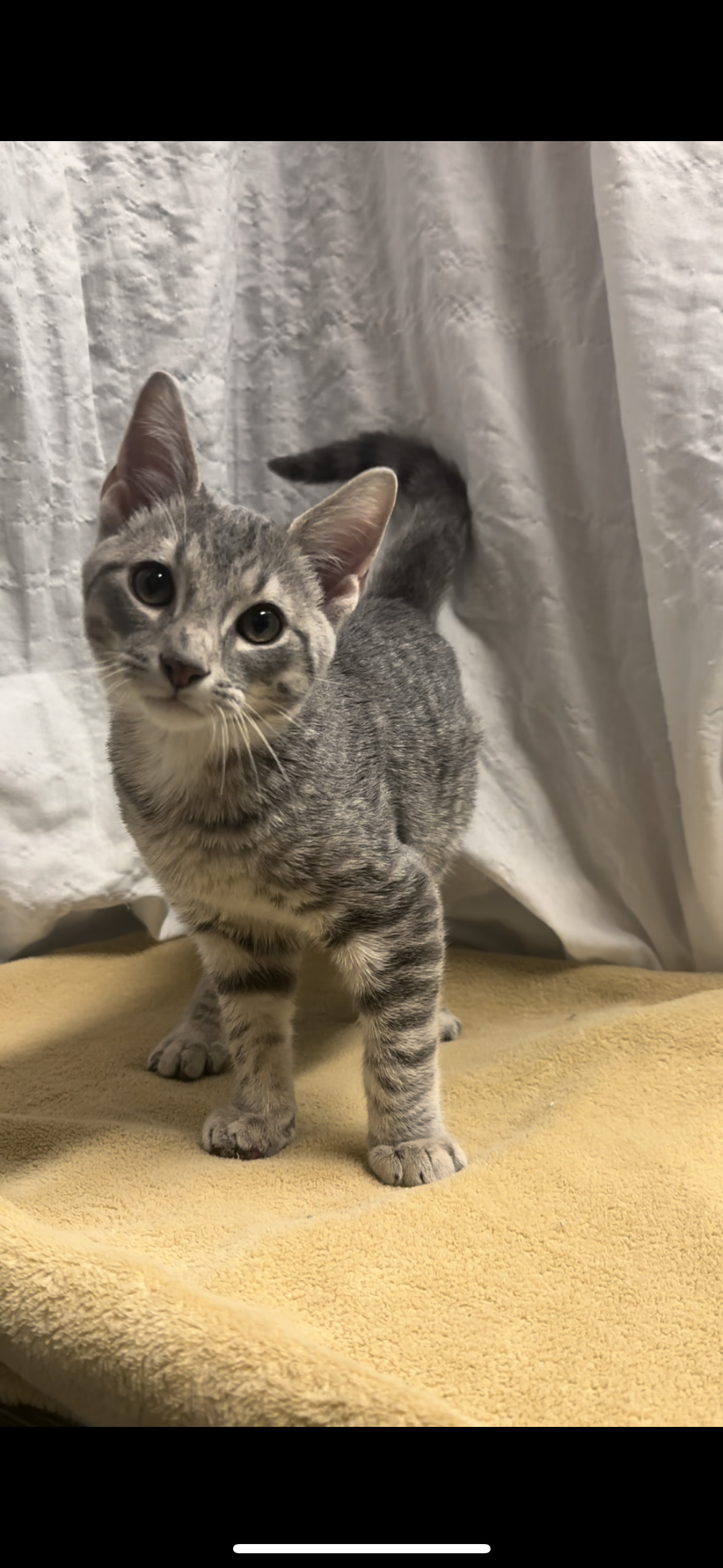 Enlarge Grape, a Adopted Domestic Short Hair in Indianapolis, IN image 5/6