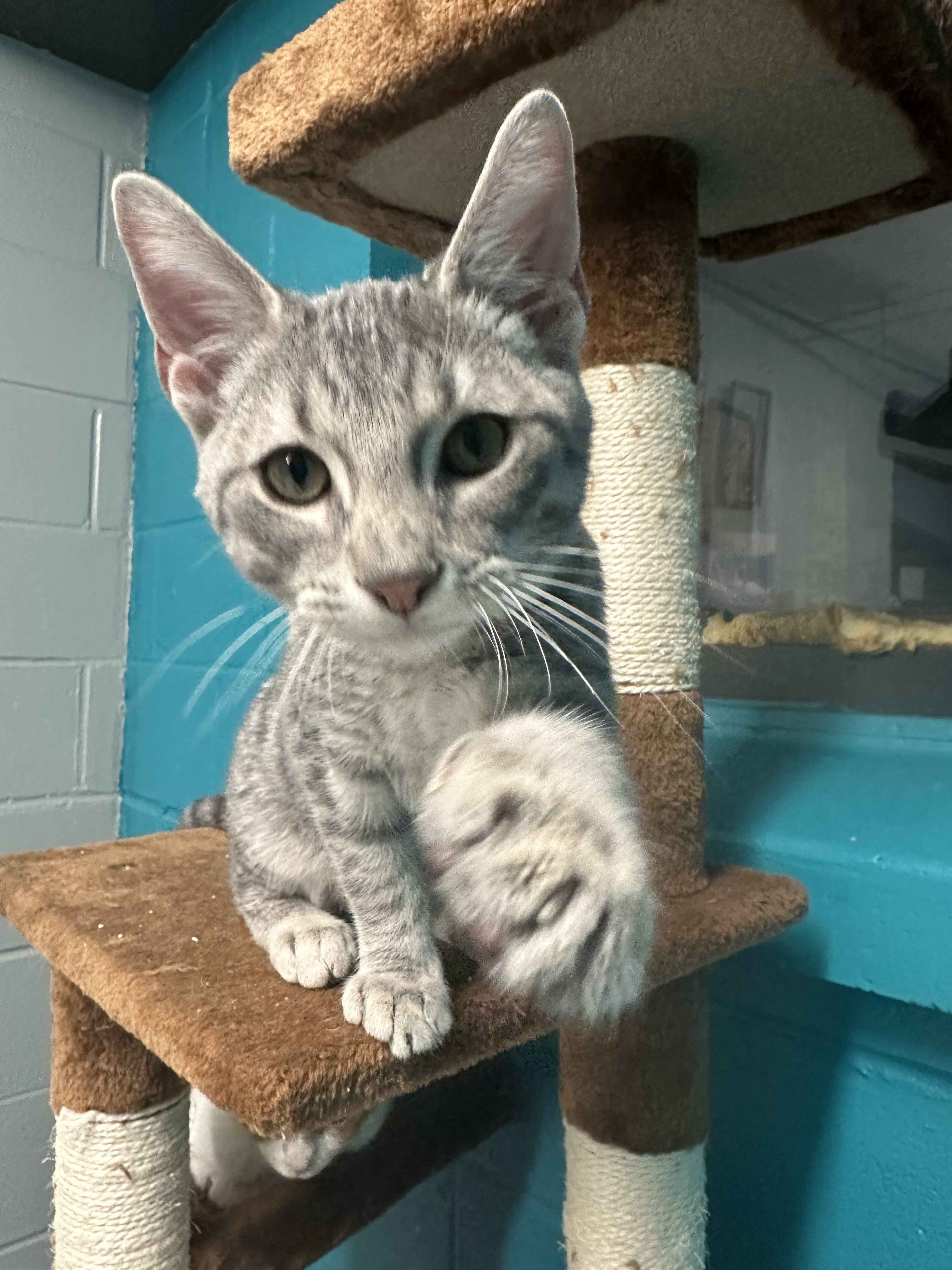 Enlarge Grape, a Adopted Domestic Short Hair in Indianapolis, IN image 6/6