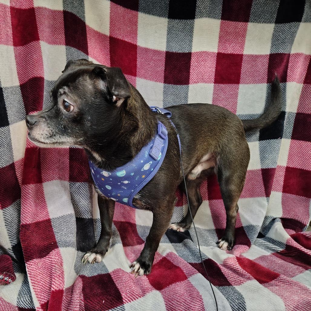 Enlarge Dak Prescott, a Adoptable mixed breed in Coos Bay, OR image 1/5