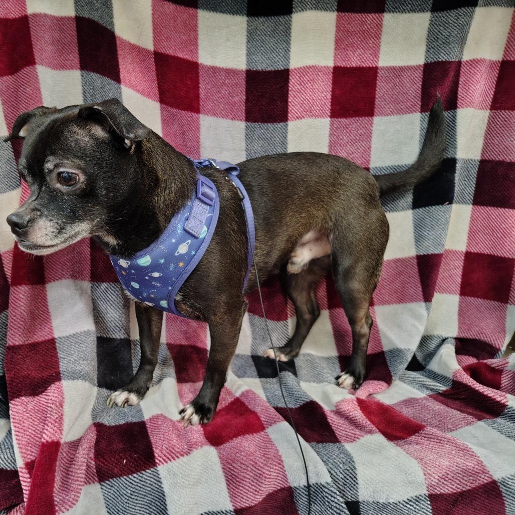 Enlarge Dak Prescott, a Adoptable mixed breed in Coos Bay, OR image 2/5