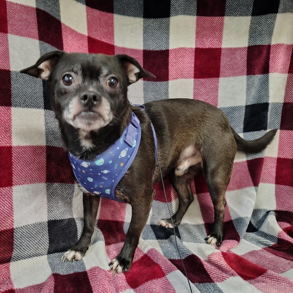 Enlarge Dak Prescott, a Adoptable mixed breed in Coos Bay, OR image 3/5