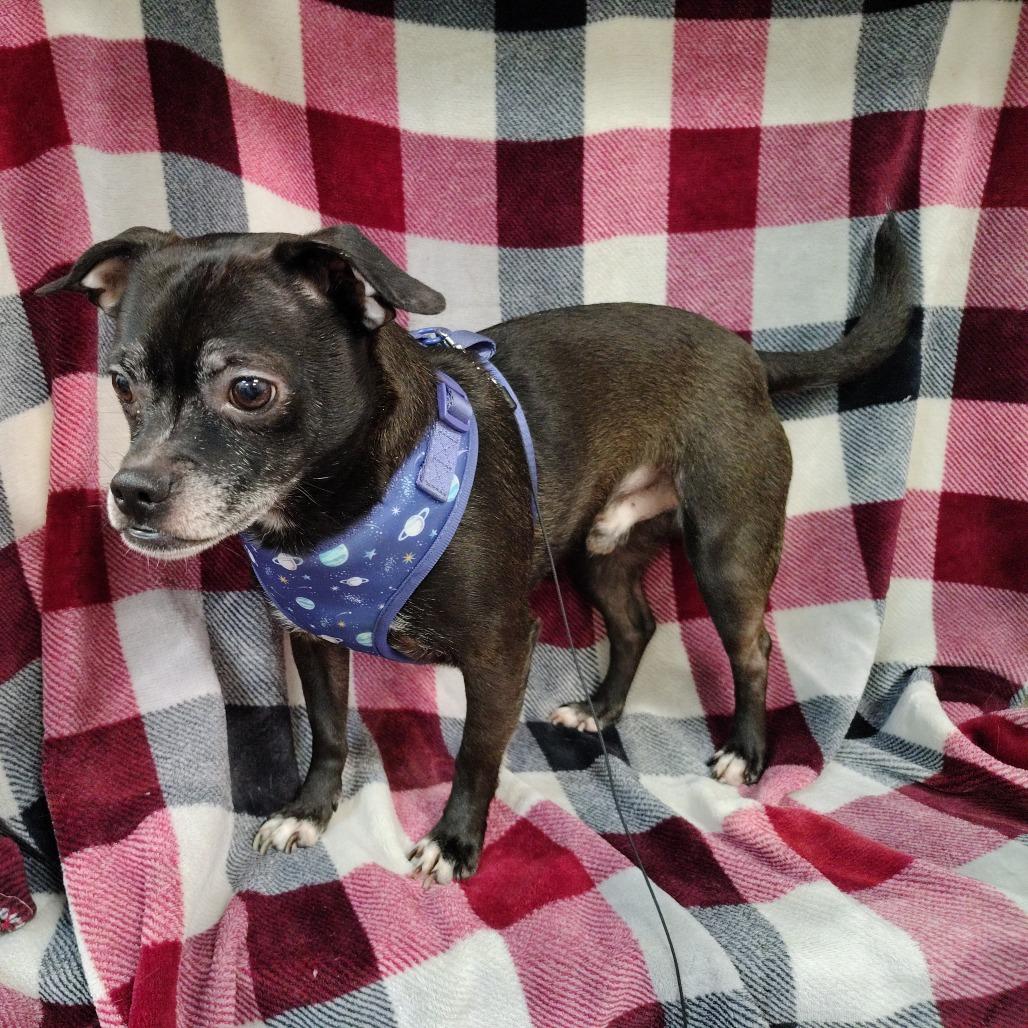 Enlarge Dak Prescott, a Adoptable mixed breed in Coos Bay, OR image 4/5