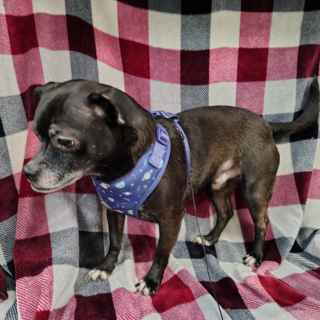 Enlarge Dak Prescott, a Adoptable mixed breed in Coos Bay, OR image 5/5