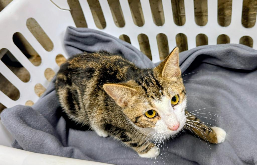 Enlarge Nova Lee, a Adoptable mixed breed in Hagaman, NY image 2/2