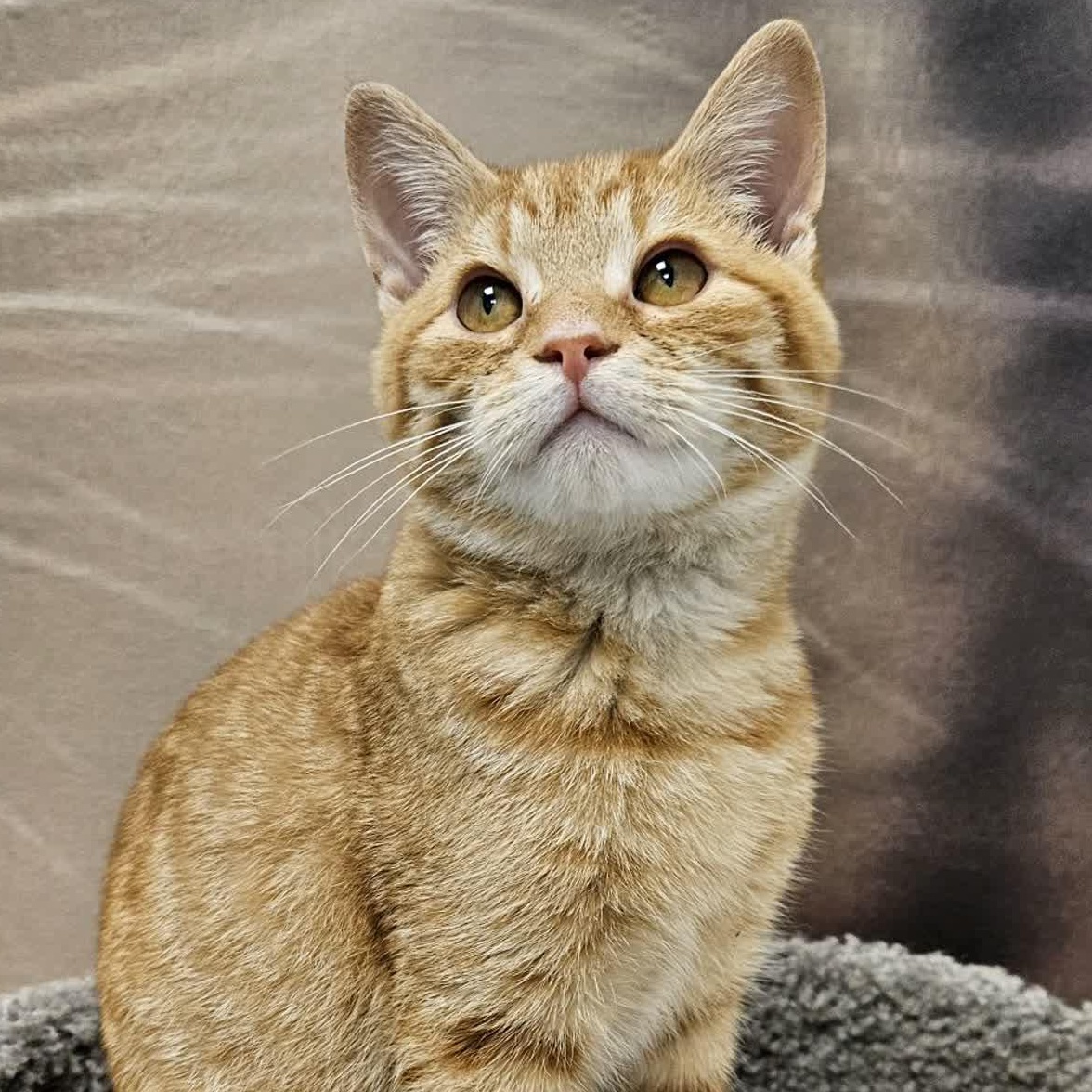Pumpkin, Adopted, Young Male Domestic Short Hair.