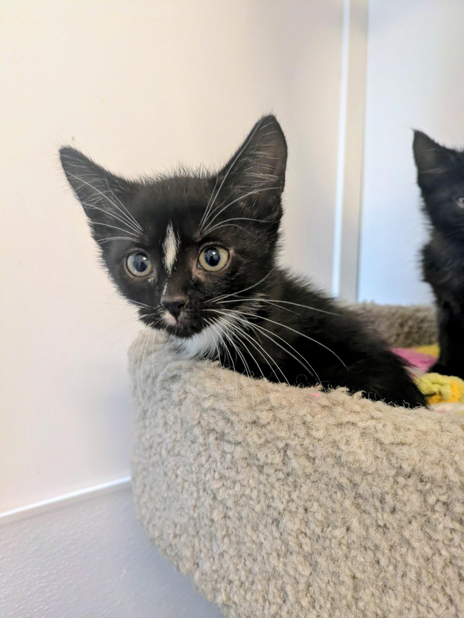 Gonzo - Pet Supplies Plus, Adopted, Kitten Male Domestic Short Hair.