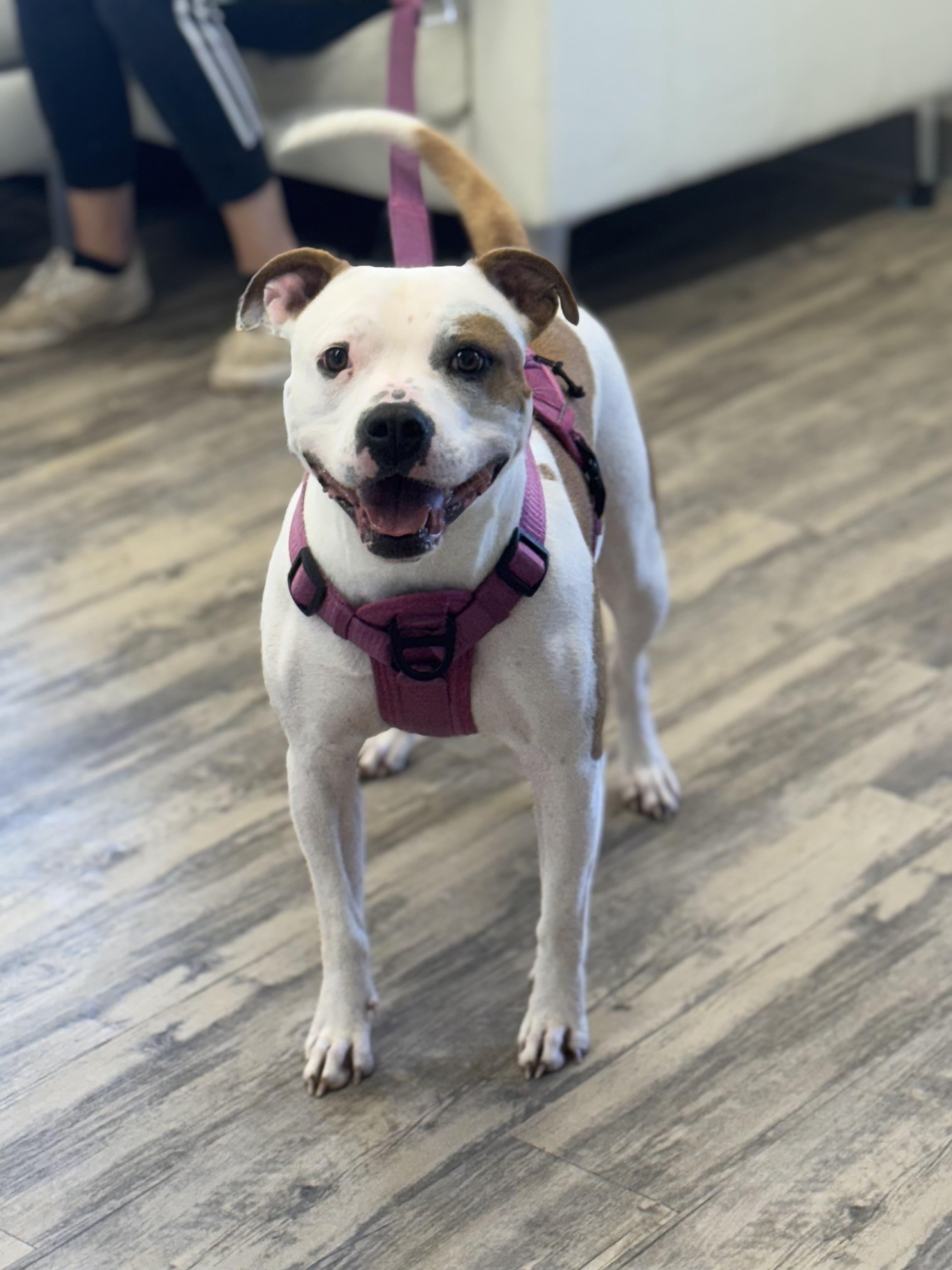 Honey 0125 — thumbnail 2