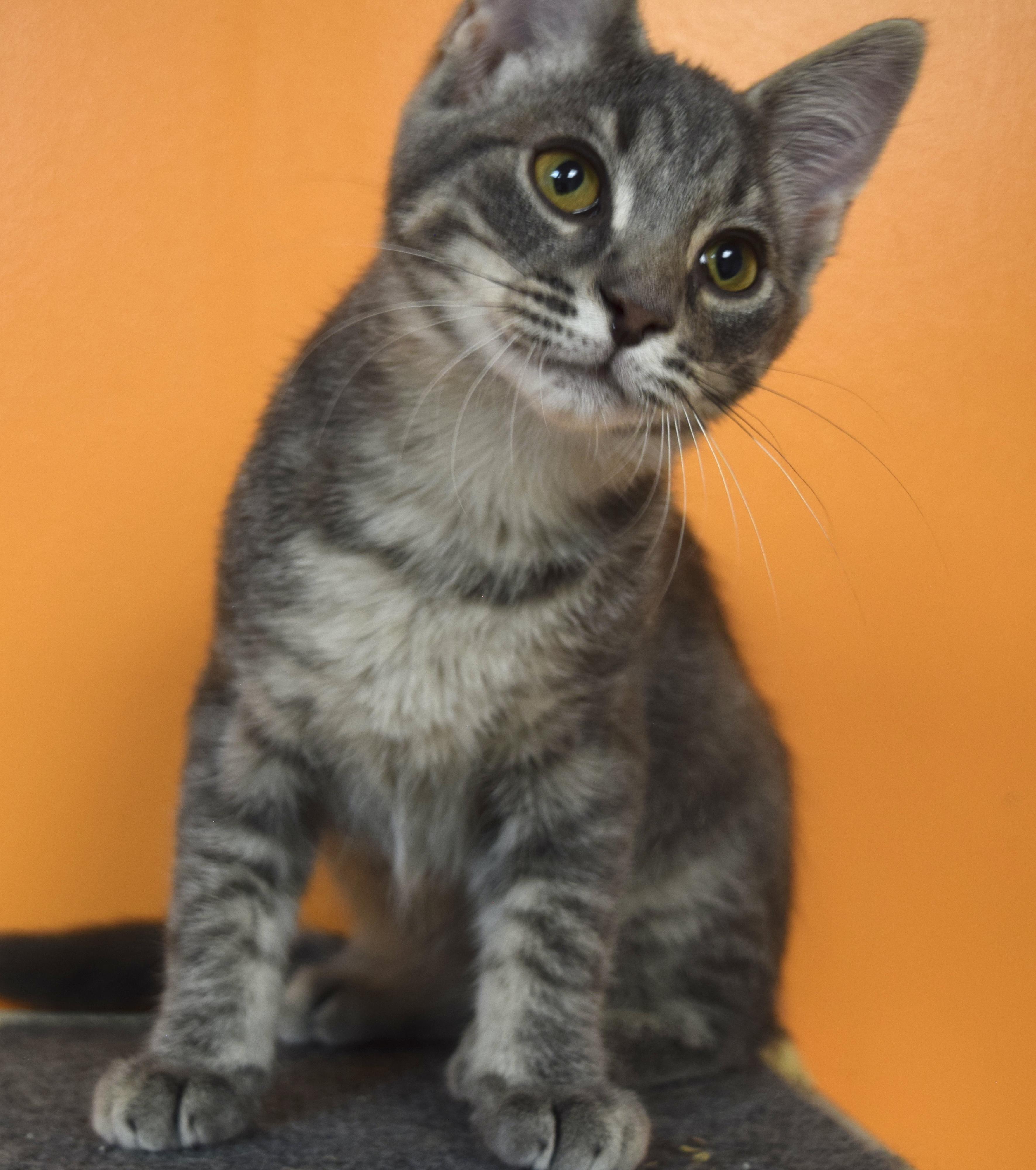 Enlarge Cupcake, a Adopted Domestic Short Hair in Muncie, IN image 1/5