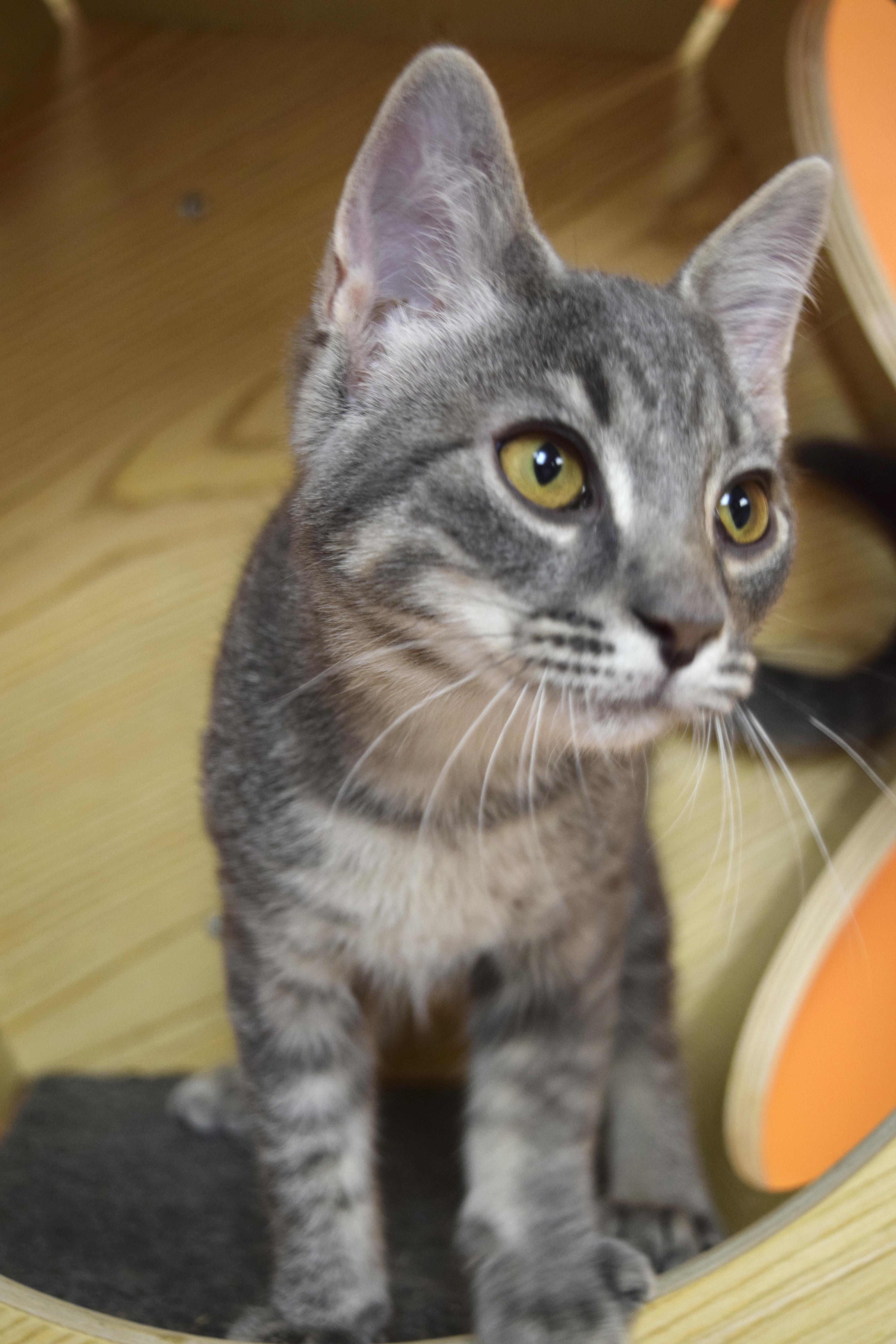 Enlarge Cupcake, a Adopted Domestic Short Hair in Muncie, IN image 2/5