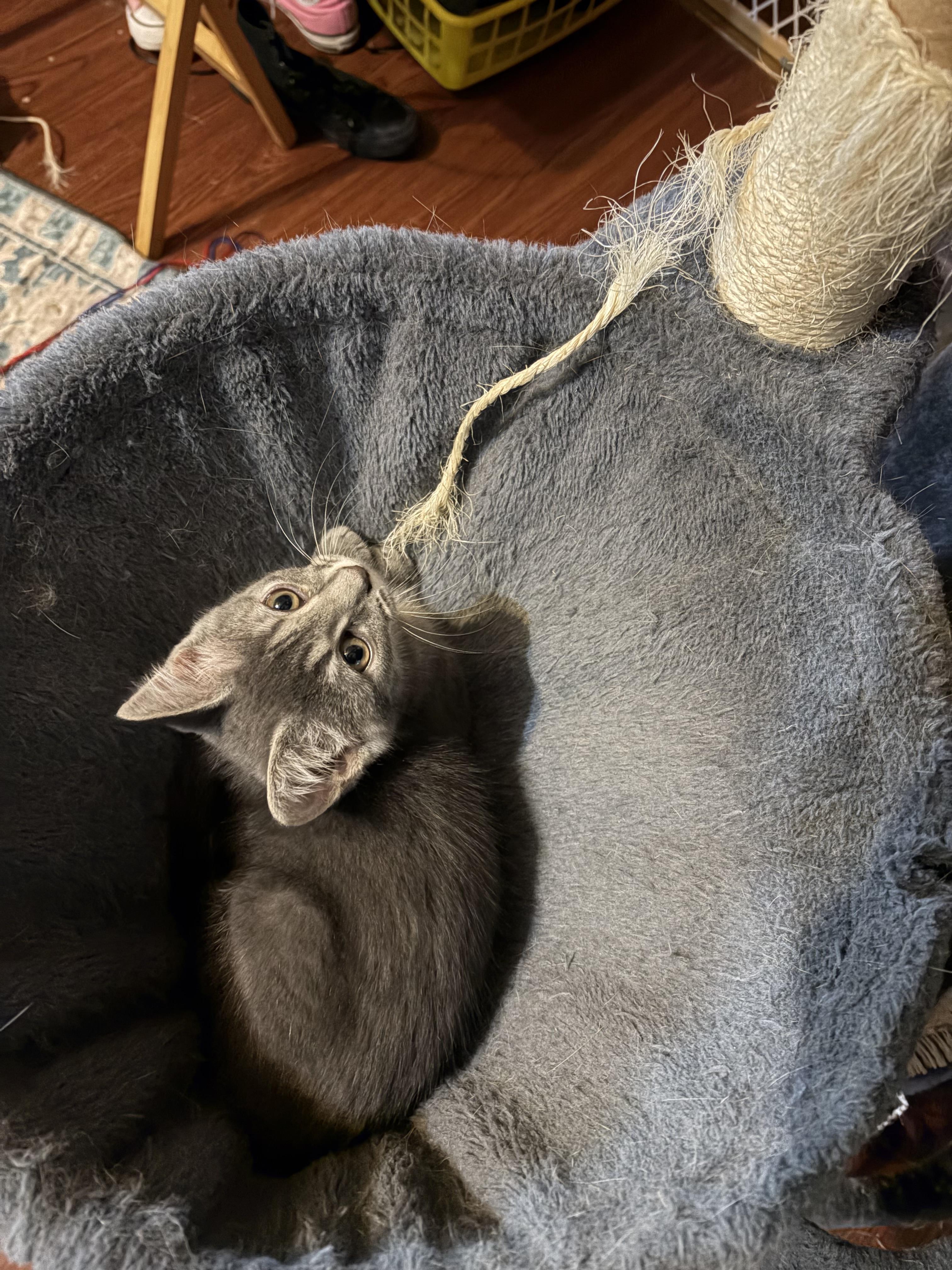 Cupcake, a ADOPTABLE Domestic Short Hair in Muncie, IN image 3/3