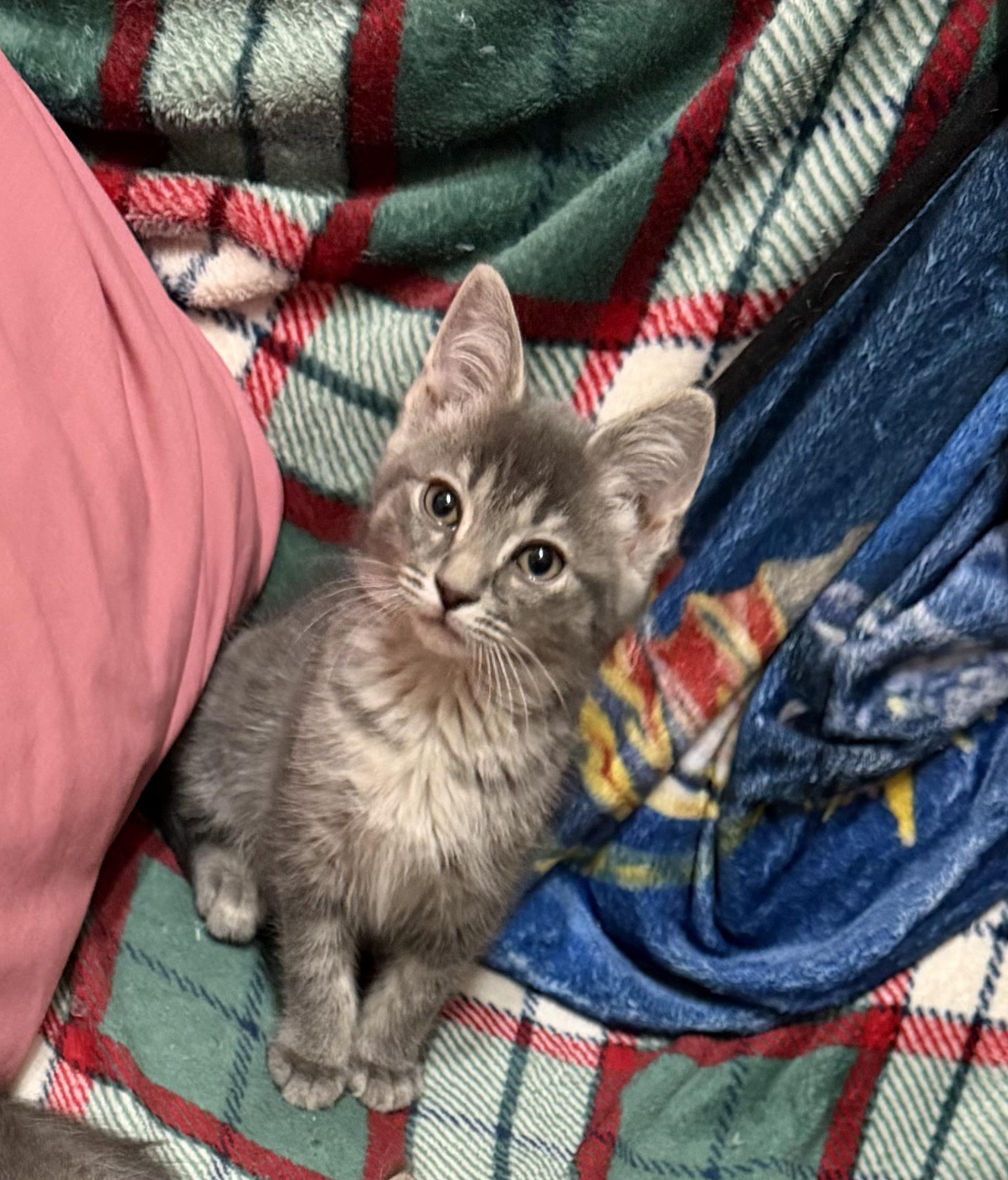 Cupcake, a ADOPTABLE Domestic Short Hair in Muncie, IN image 1/3