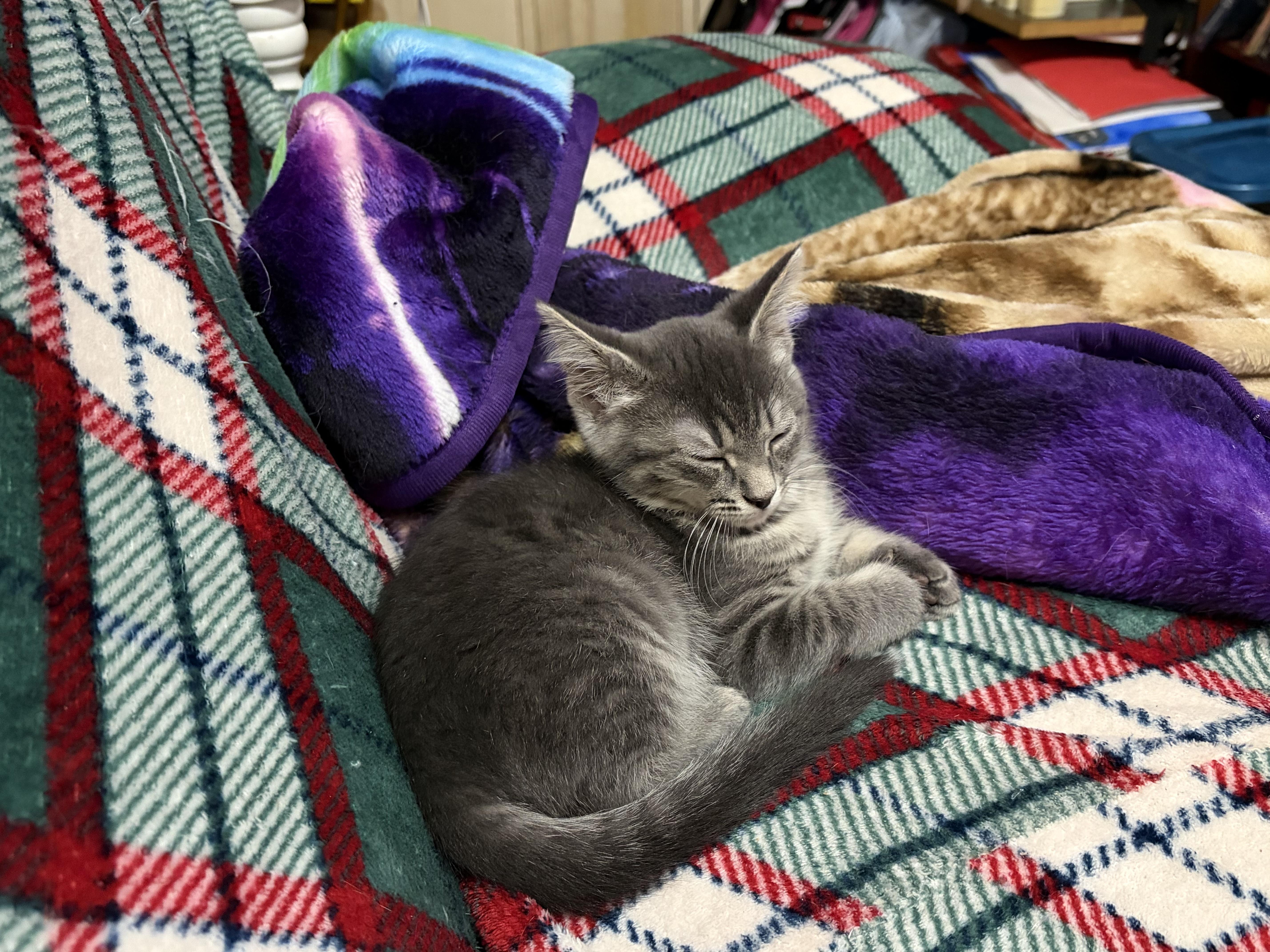 Cupcake, a ADOPTABLE Domestic Short Hair in Muncie, IN image 2/3