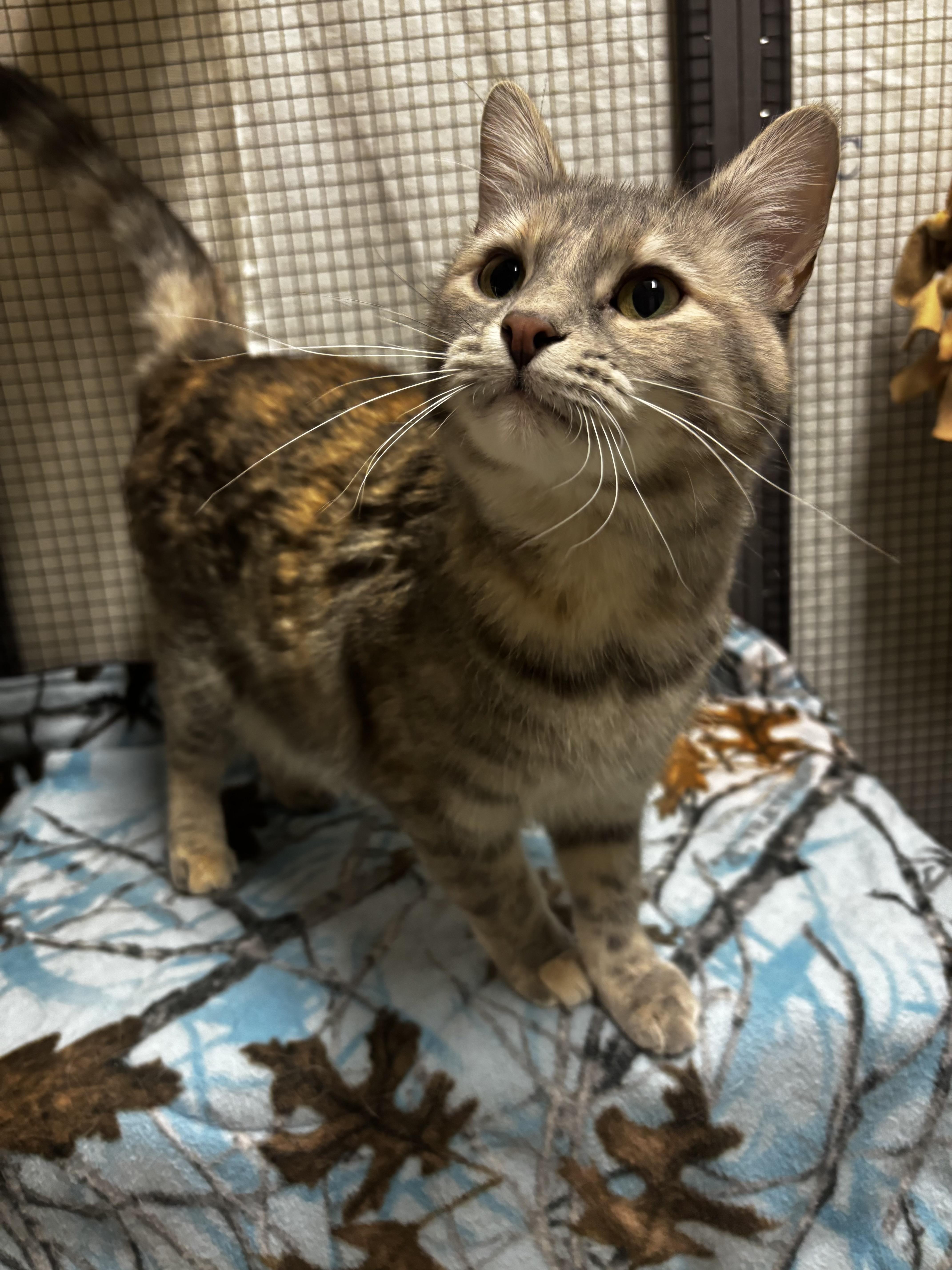 Aurora, ADOPTABLE, Adult Female Domestic Short Hair.