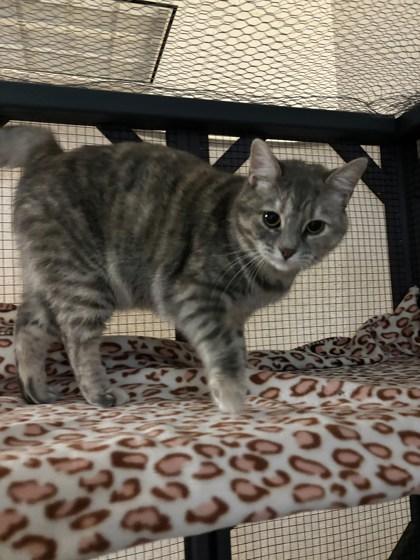 Enlarge Aurora, a ADOPTABLE Domestic Short Hair in Dodgeville, WI image 2/3