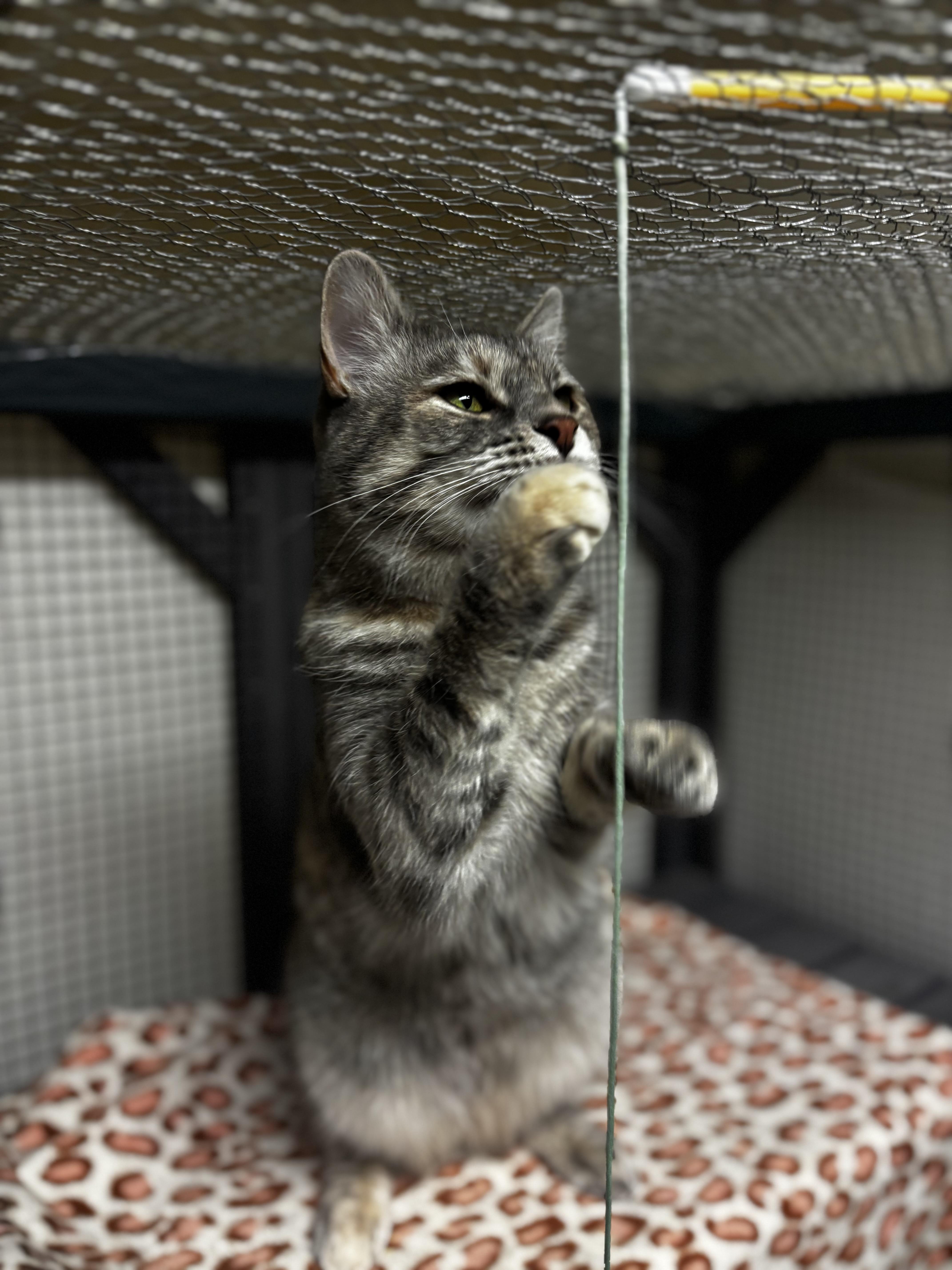 Enlarge Aurora, a ADOPTABLE Domestic Short Hair in Dodgeville, WI image 3/3