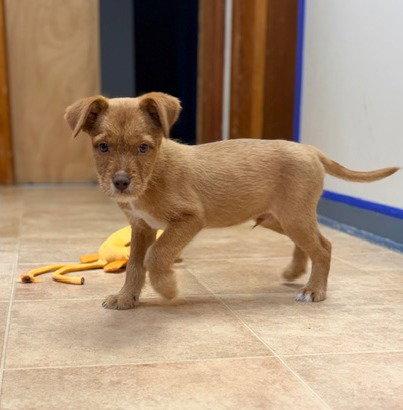 Bolero, Adoptable, Young Male Labrador Retriever.