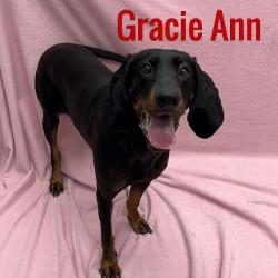Gracie Ann, Adult Female Black and Tan Coonhound