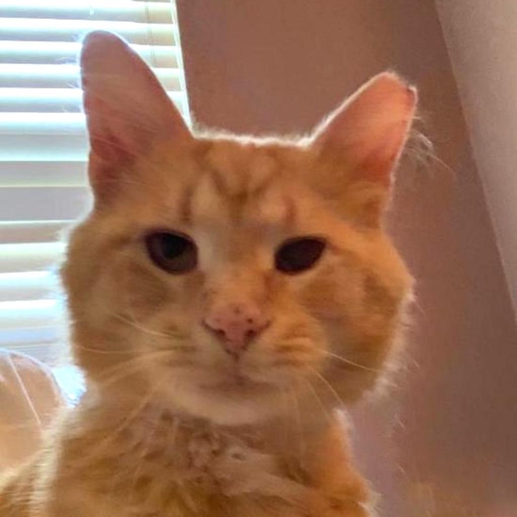 Blaze Llanos, Adoptable, Adult Male Domestic Medium Hair.