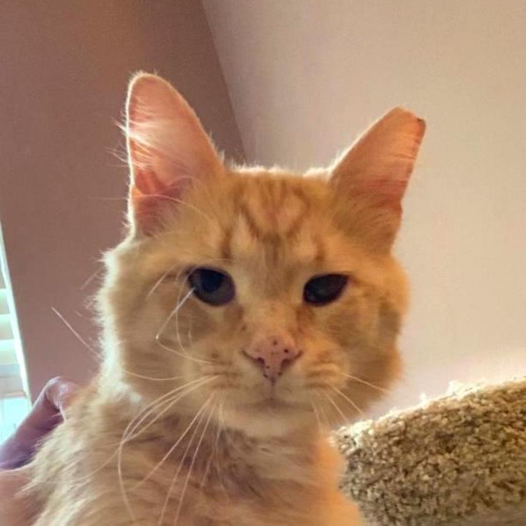 Enlarge Blaze Llanos, a Adoptable Domestic Medium Hair in Merrifield, VA image 2/3