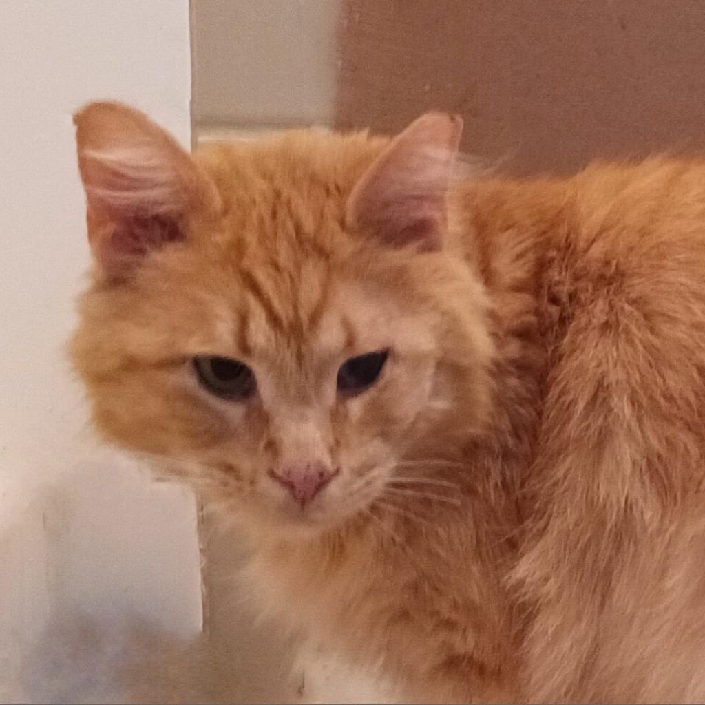 Enlarge Blaze Llanos, a Adoptable Domestic Medium Hair in Merrifield, VA image 3/3