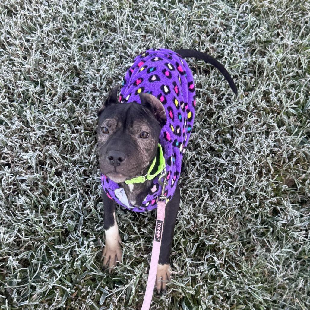 Satin, Adoptable, Young Female American Staffordshire Terrier.