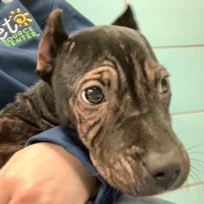 Enlarge Satin, a Adoptable American Staffordshire Terrier in Lutz, FL image 2/2