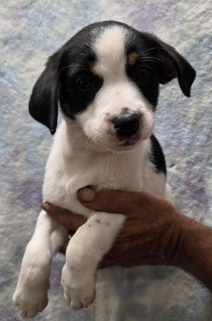 Ophelia, a Adoptable mixed breed in Malvern, PA image 1/2