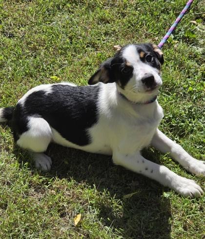 Ophelia, a Adoptable mixed breed in Malvern, PA image 2/2