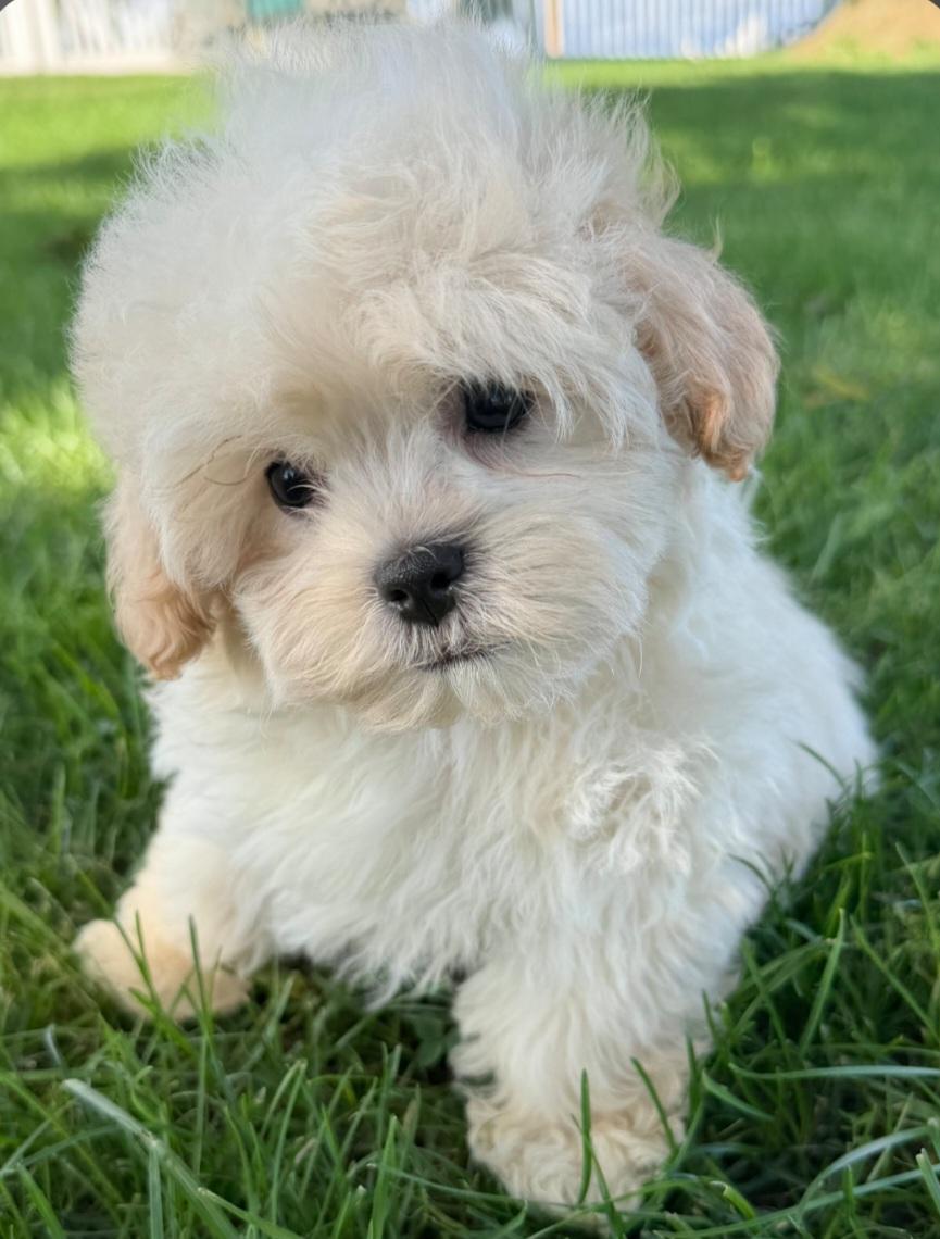 Cheddar, Adoptable, Puppy Male Shih poo.