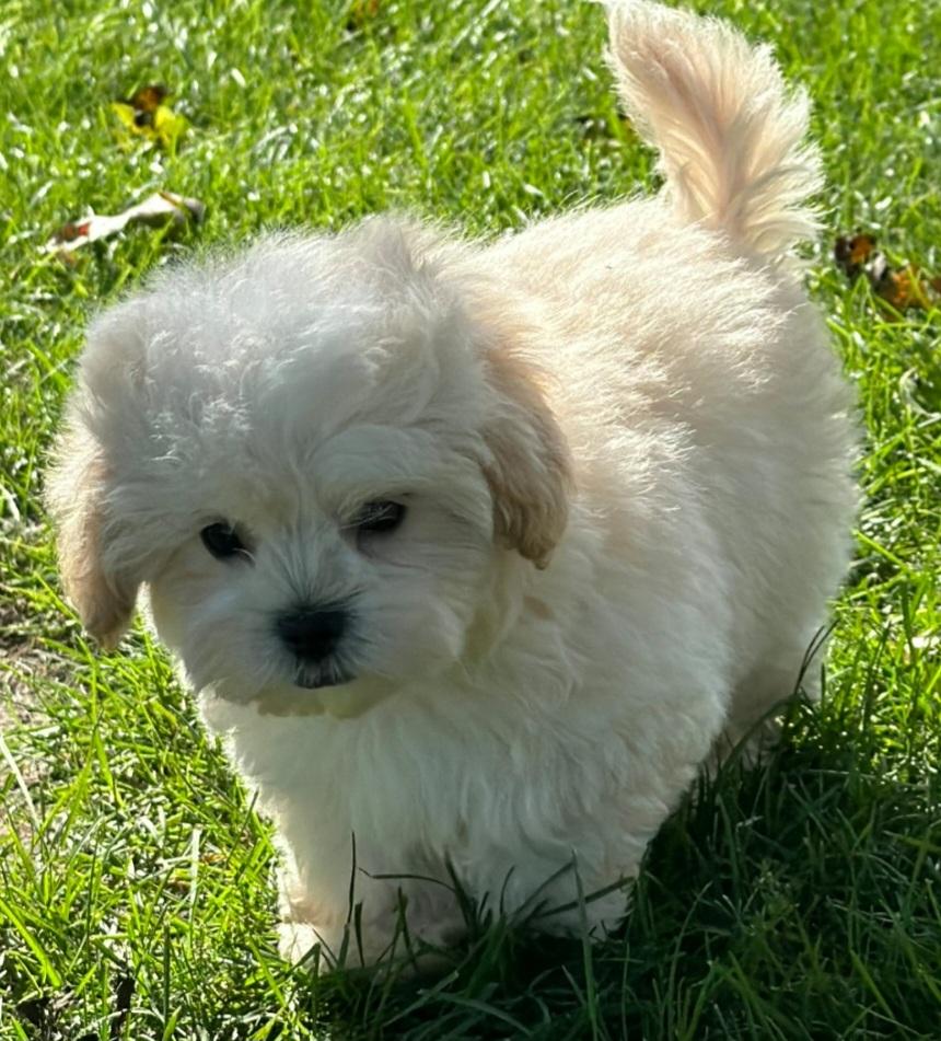 Enlarge Cheddar, a Adoptable Shih poo in Liberty Center, OH image 2/3