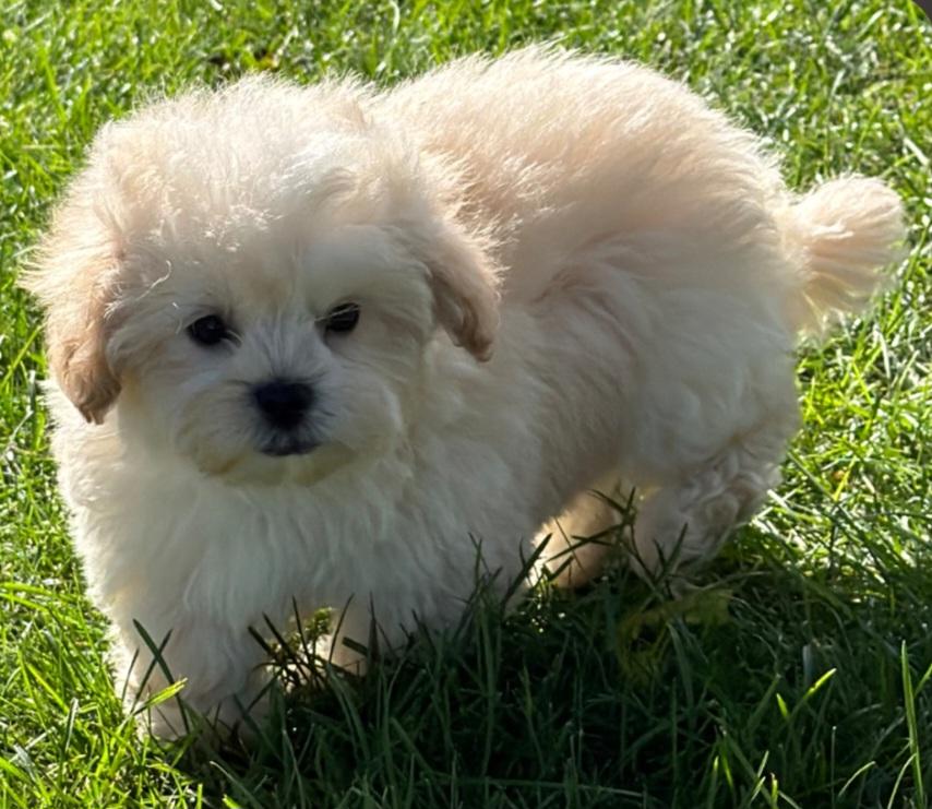 Enlarge Cheddar, a Adoptable Shih poo in Liberty Center, OH image 3/3