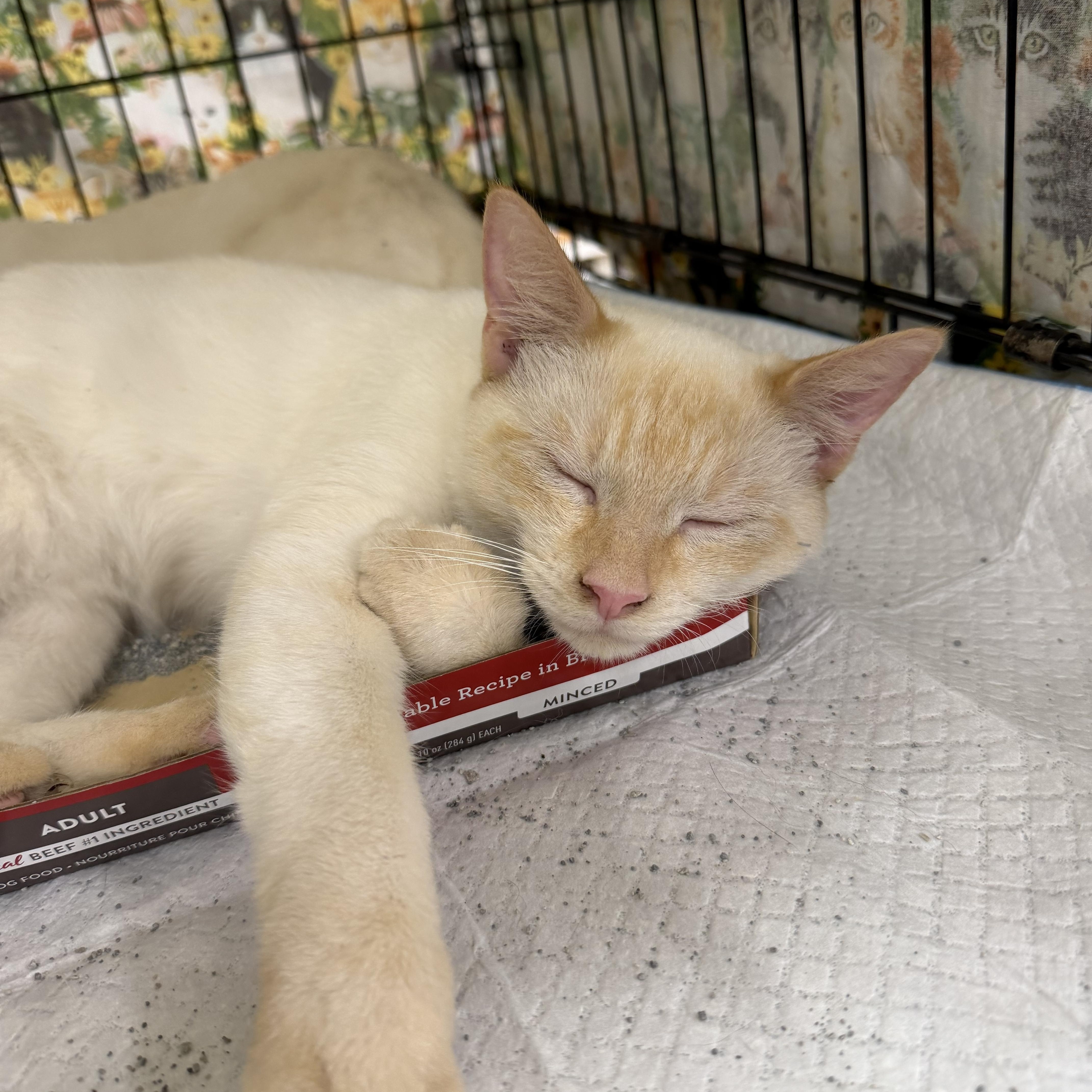 Enlarge Luca, an adopted Siamese in Bridgeton, NC image 3/3