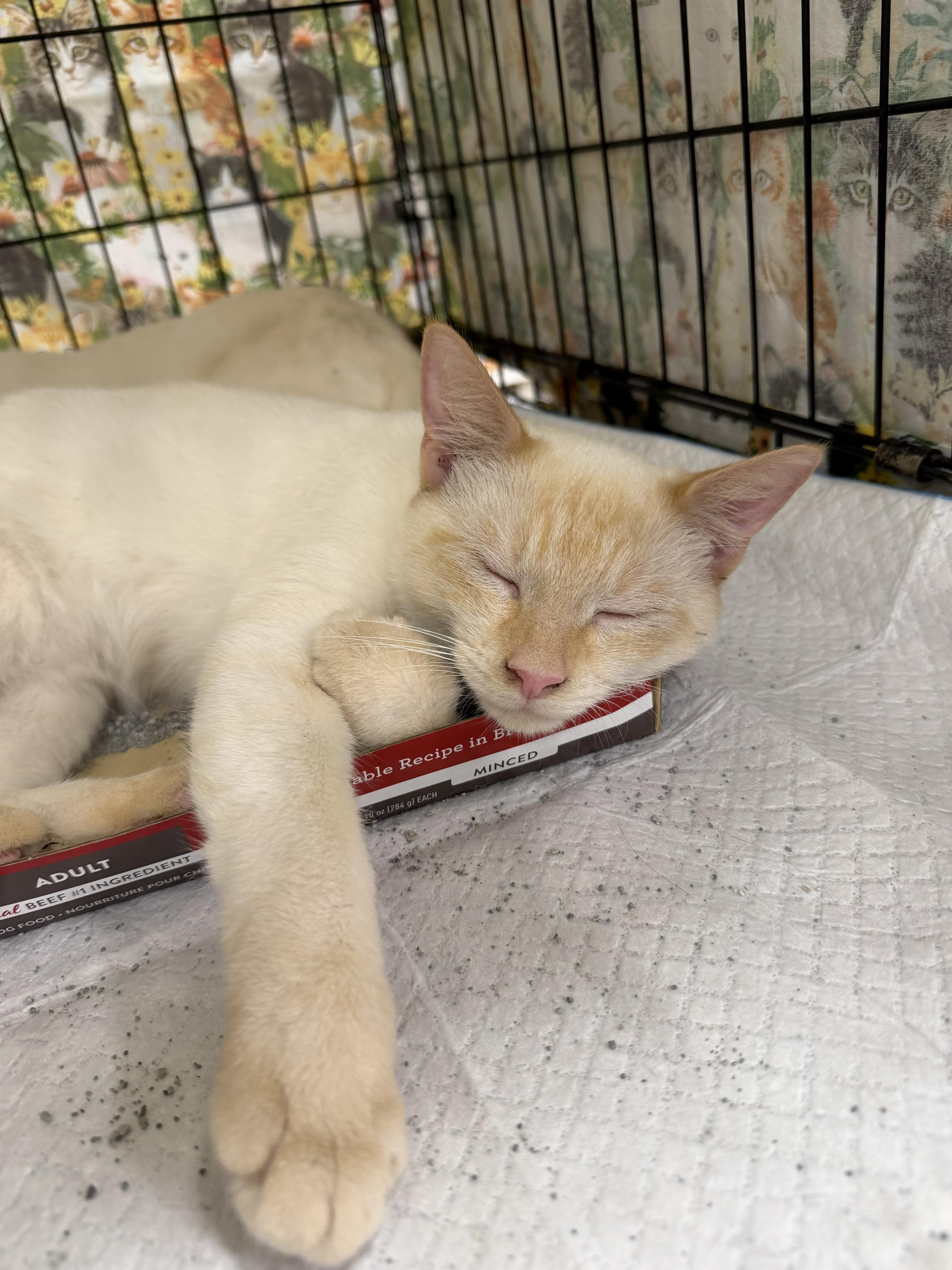 Enlarge Luca, a Adoptable Siamese in Bridgeton, NC image 4/5