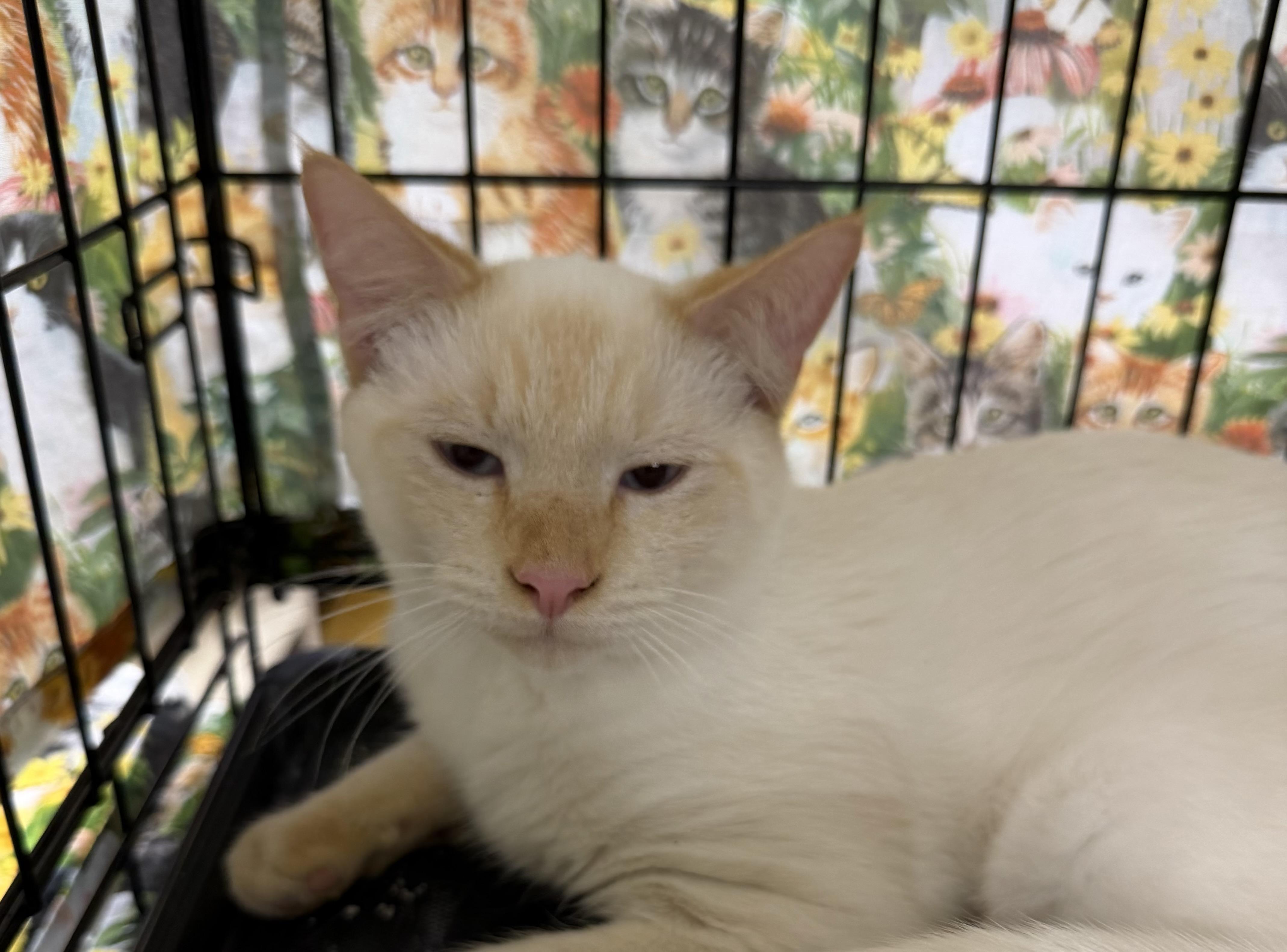 Enlarge Luca, a Adoptable Siamese in Bridgeton, NC image 5/5