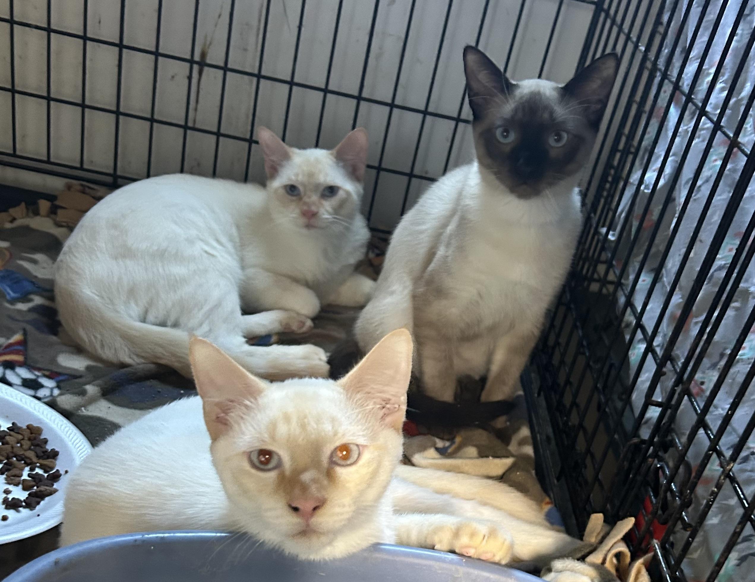 Luca, a Adoptable Siamese in Bridgeton, NC image 2/2