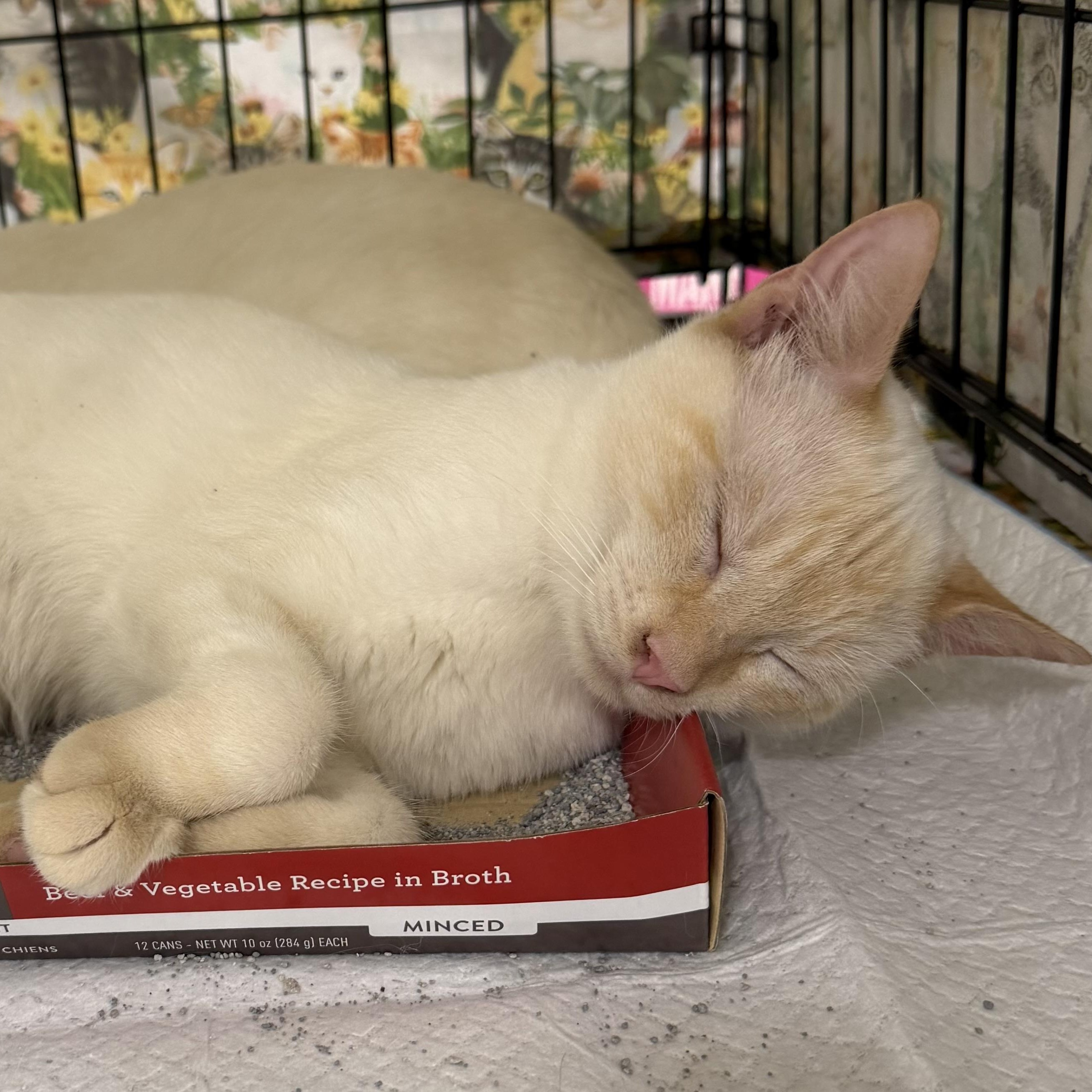 Luca, Adoptable, Young Male Siamese.