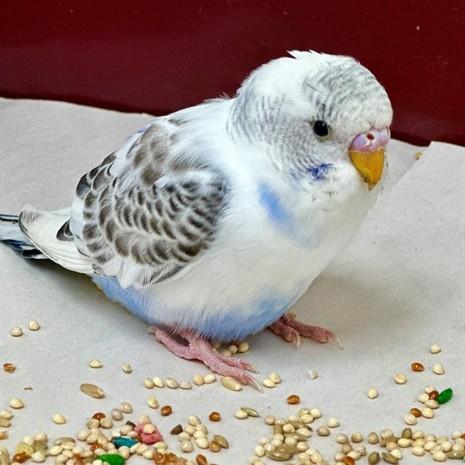 Flutter- 52158, adopted, Baby Female Parakeet (Other).