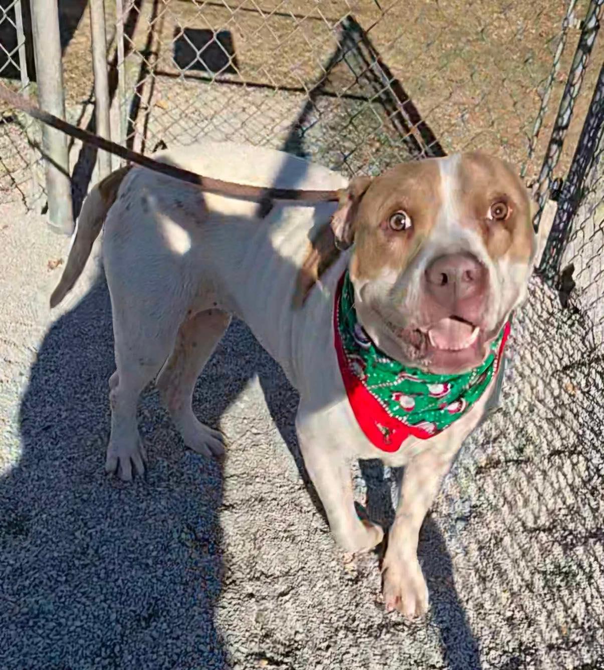 Enlarge Paisley (in a FOSTER home), a Adoptable mixed breed in Springfield, IL image 4/5