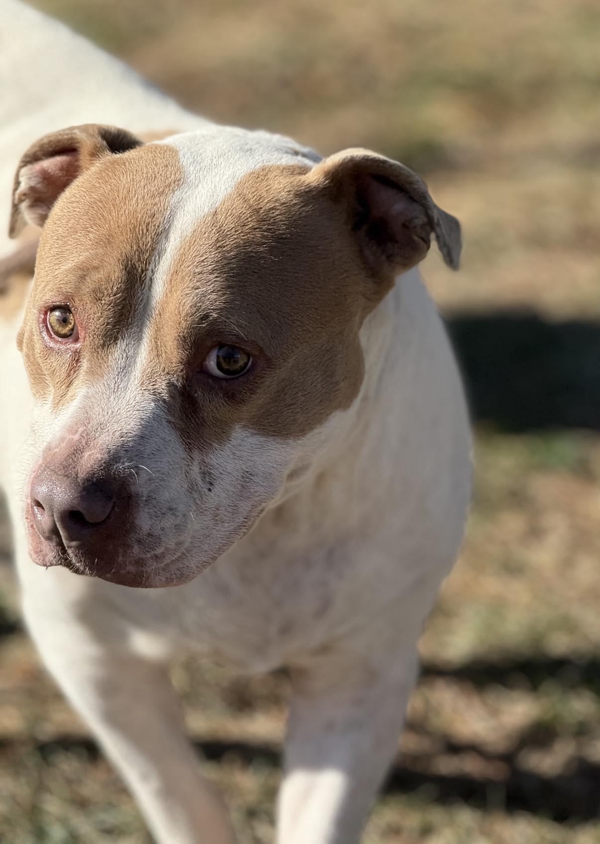 Enlarge Paisley (in a FOSTER home), a Adoptable mixed breed in Springfield, IL image 3/5
