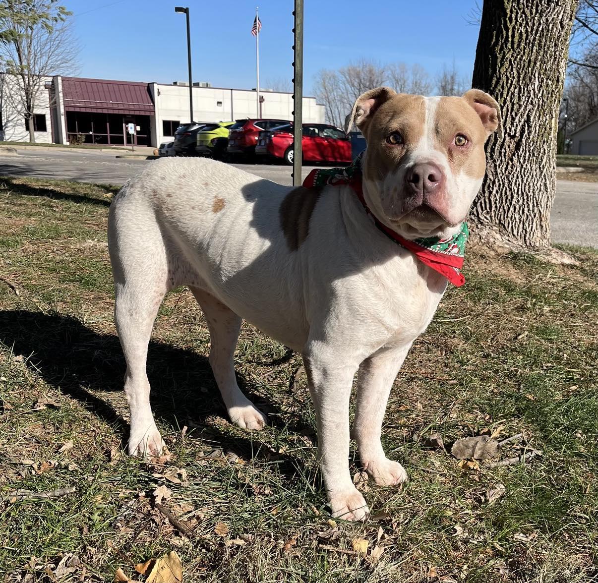 Enlarge Paisley (in a FOSTER home), a Adoptable mixed breed in Springfield, IL image 1/5