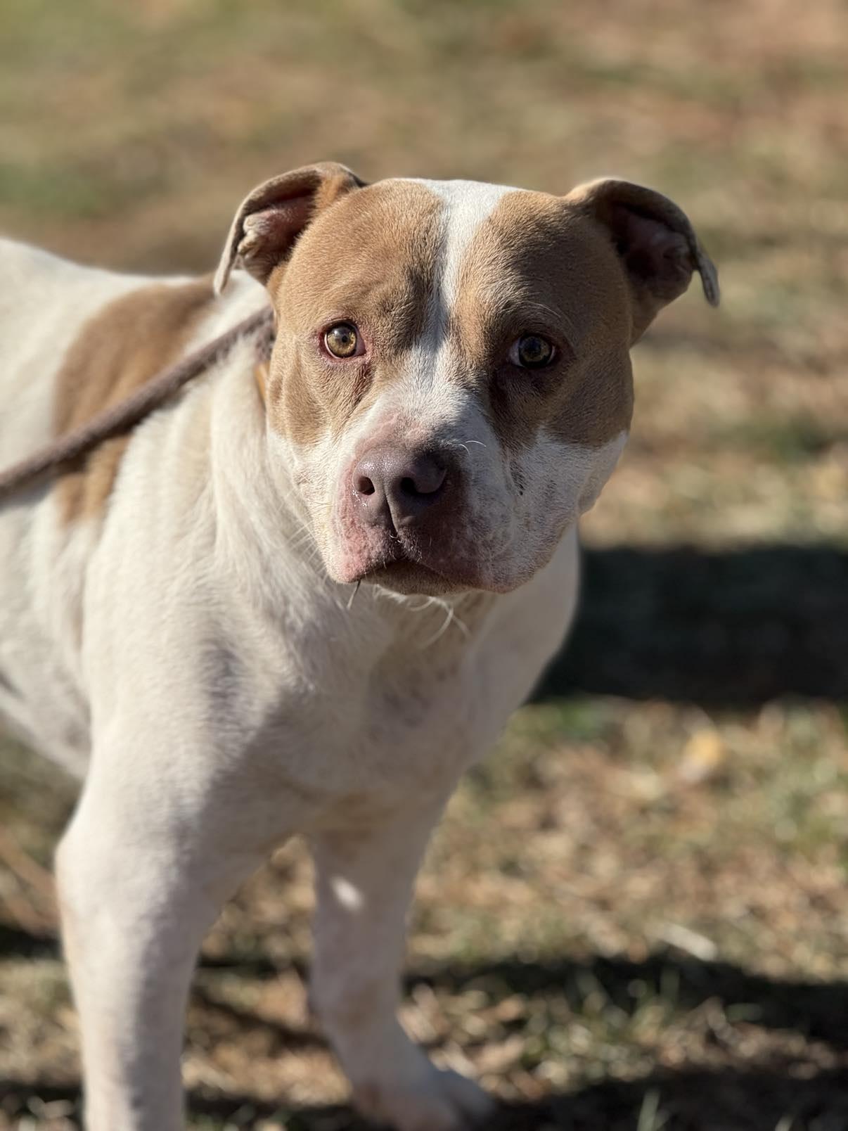 Enlarge Paisley (in a FOSTER home), a Adoptable mixed breed in Springfield, IL image 5/5