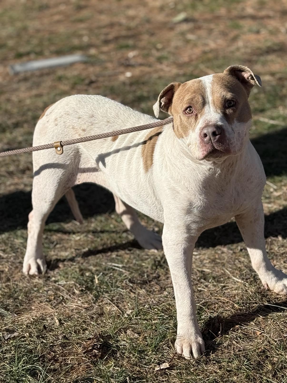 Enlarge Paisley (in a FOSTER home), a Adoptable mixed breed in Springfield, IL image 2/5