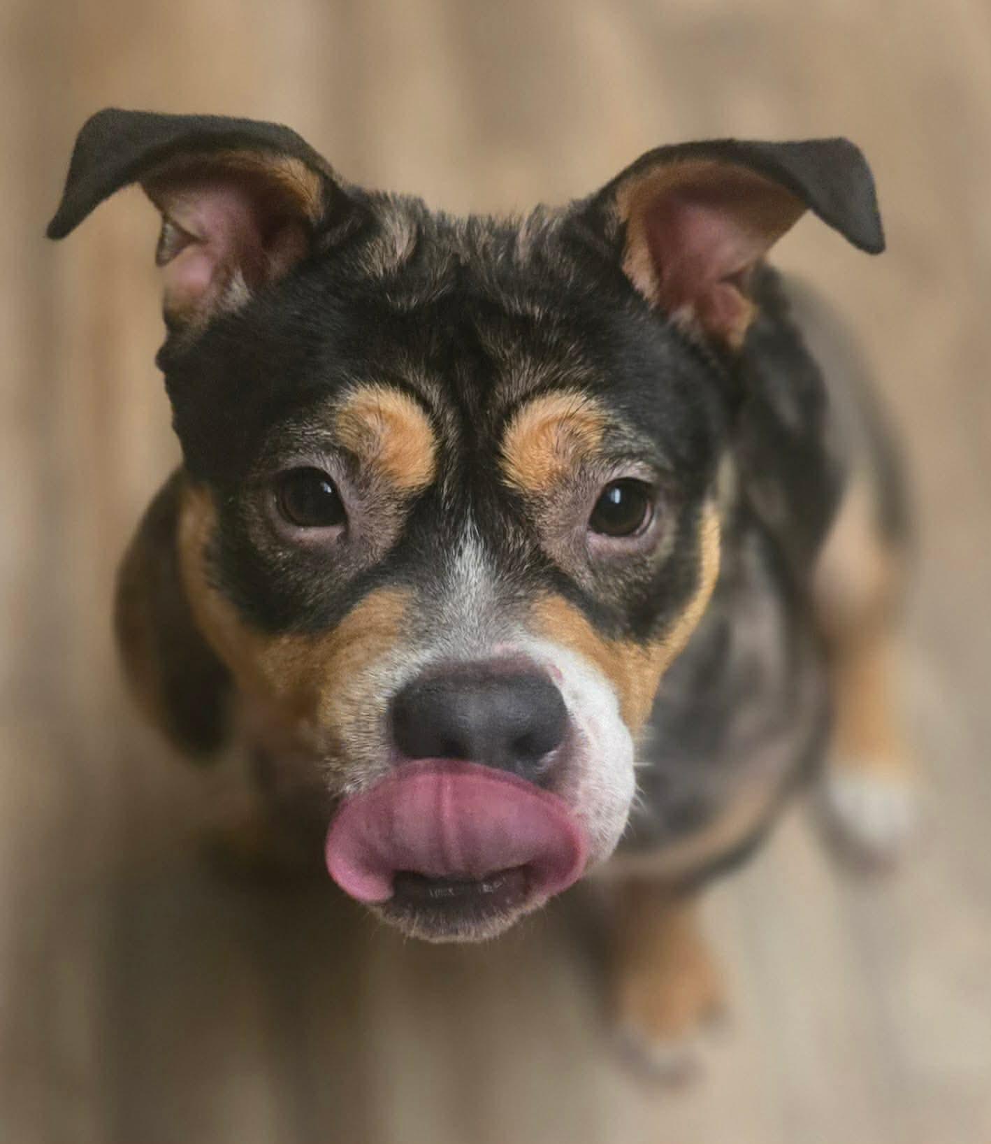 Petunia, Adoptable, Young Female American Bulldog & Pit Bull Terrier.