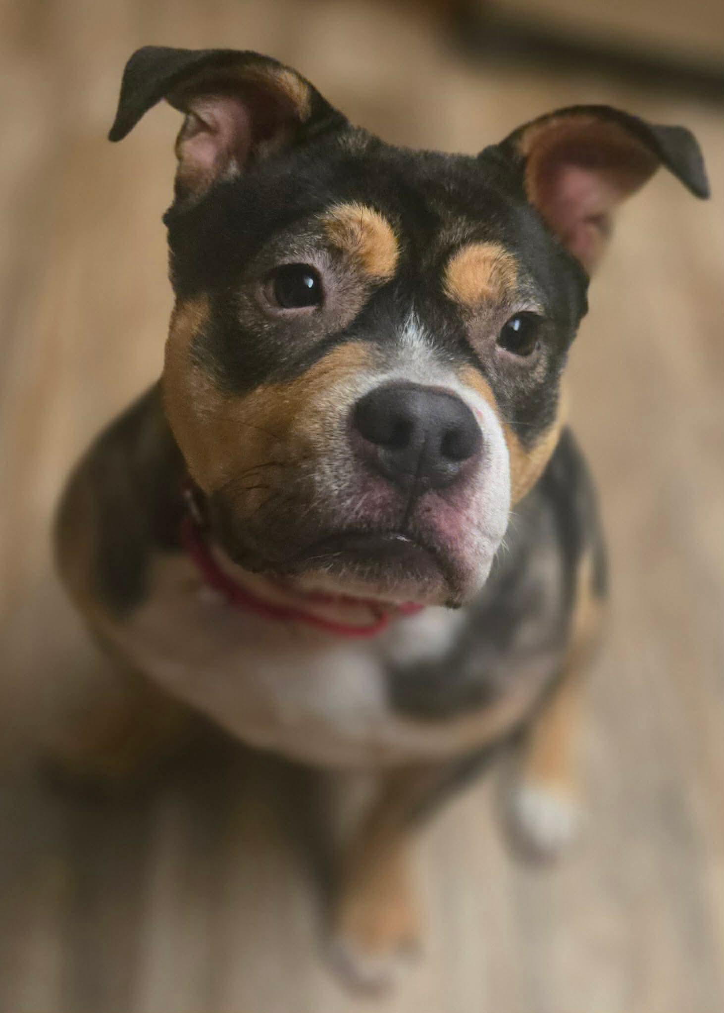 Enlarge Petunia, a Adoptable mixed breed in Orange, CA image 2/3