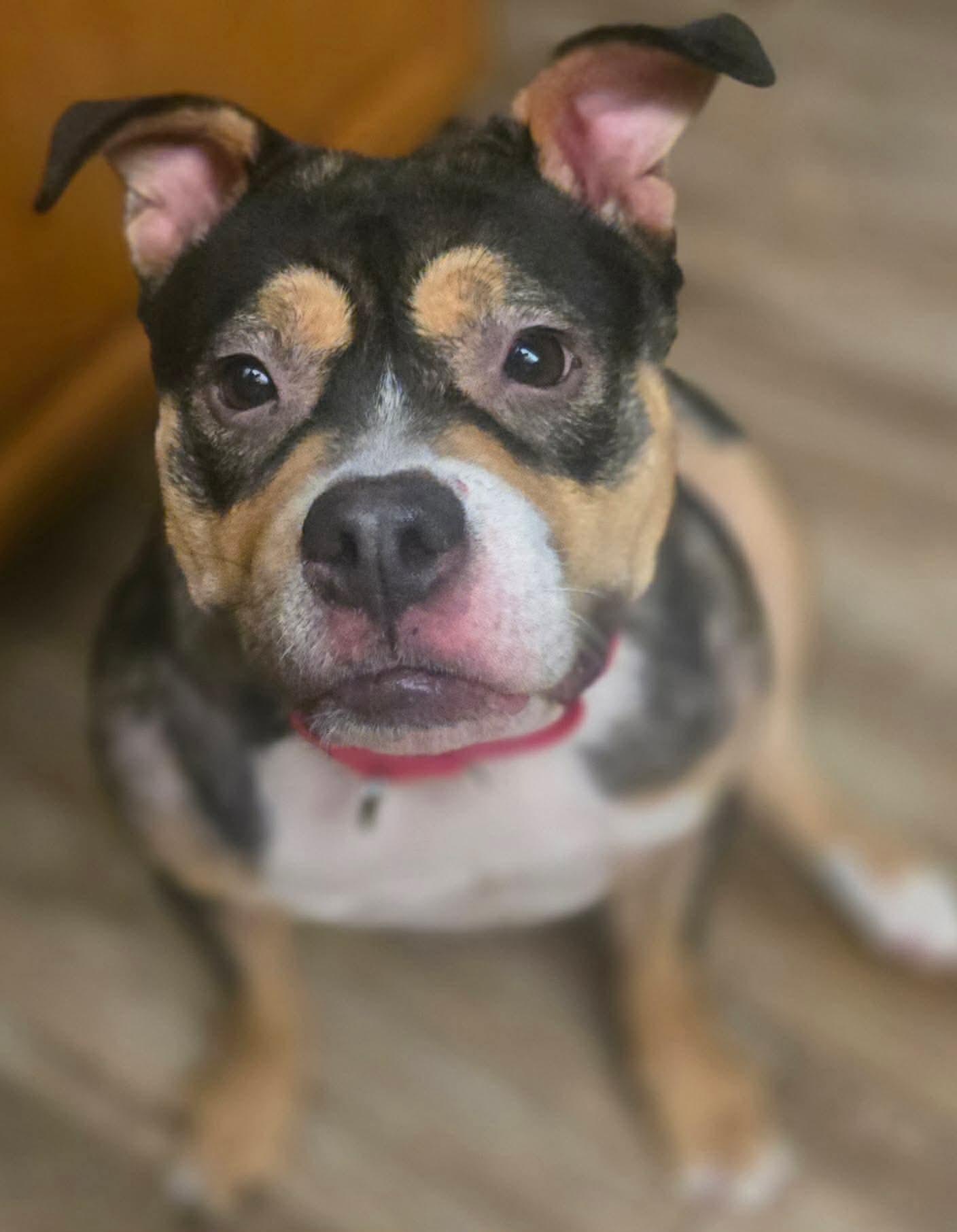 Enlarge Petunia, a Adoptable mixed breed in Orange, CA image 3/3