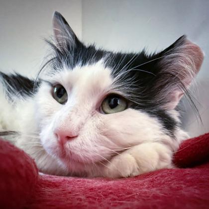 Enlarge Monte Cristo (Bashful Buddy), a Adoptable mixed breed in Wheaton, IL image 1/2
