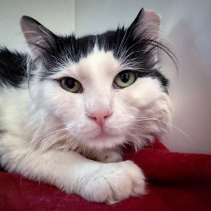 Enlarge Monte Cristo (Bashful Buddy), a Adoptable mixed breed in Wheaton, IL image 2/2