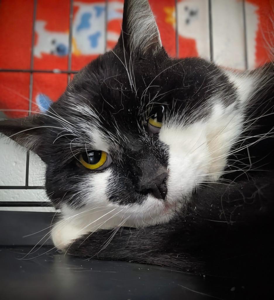 Dash, Adoptable, Young Male Domestic Short Hair.