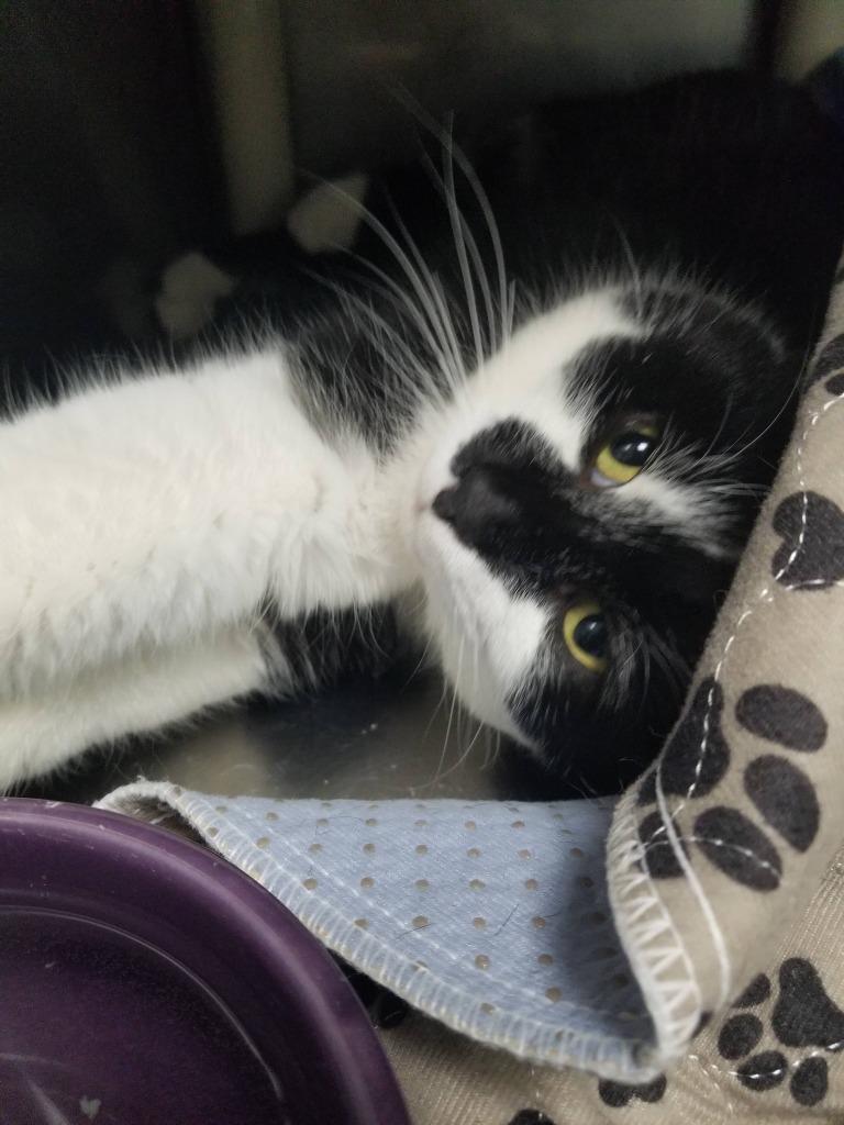 Enlarge Dash, a Adoptable mixed breed in New Manchester, WV image 2/6