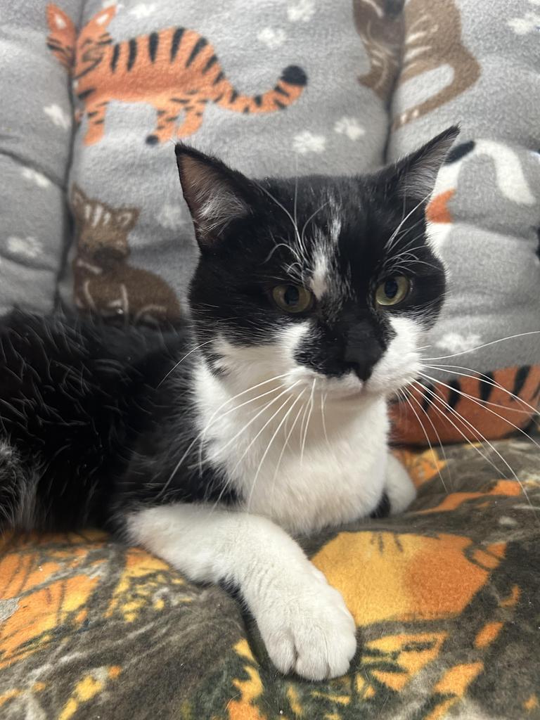 Enlarge Dash, a Adoptable mixed breed in New Manchester, WV image 3/6